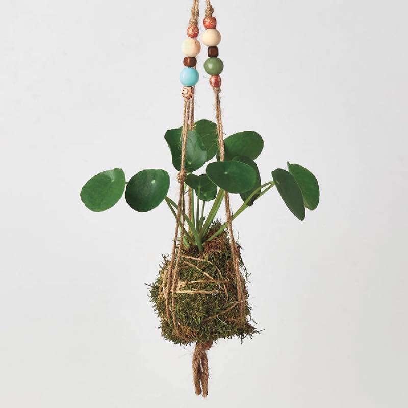 Kokedama Moss Ball Hanging Plant - Pilea